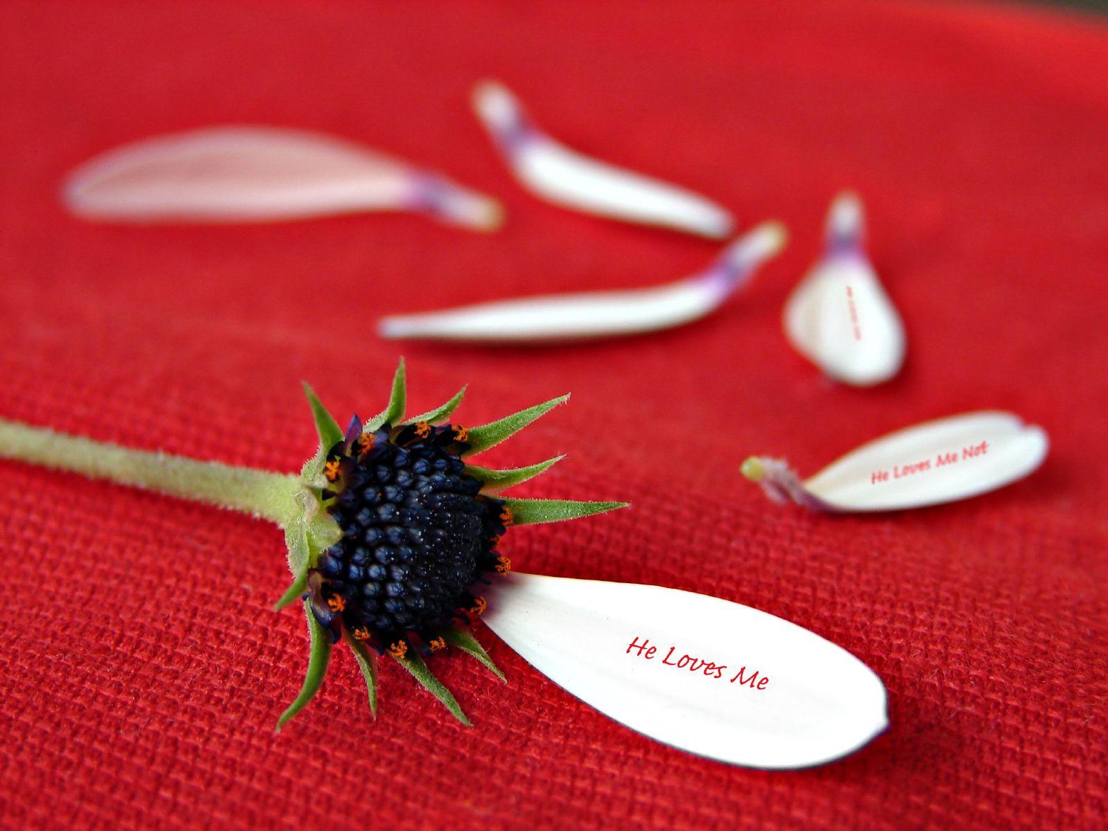 1600x1200 Loves Me, Loves Me Not. A Haiku. by Tapan Avasthi. House of Haiku