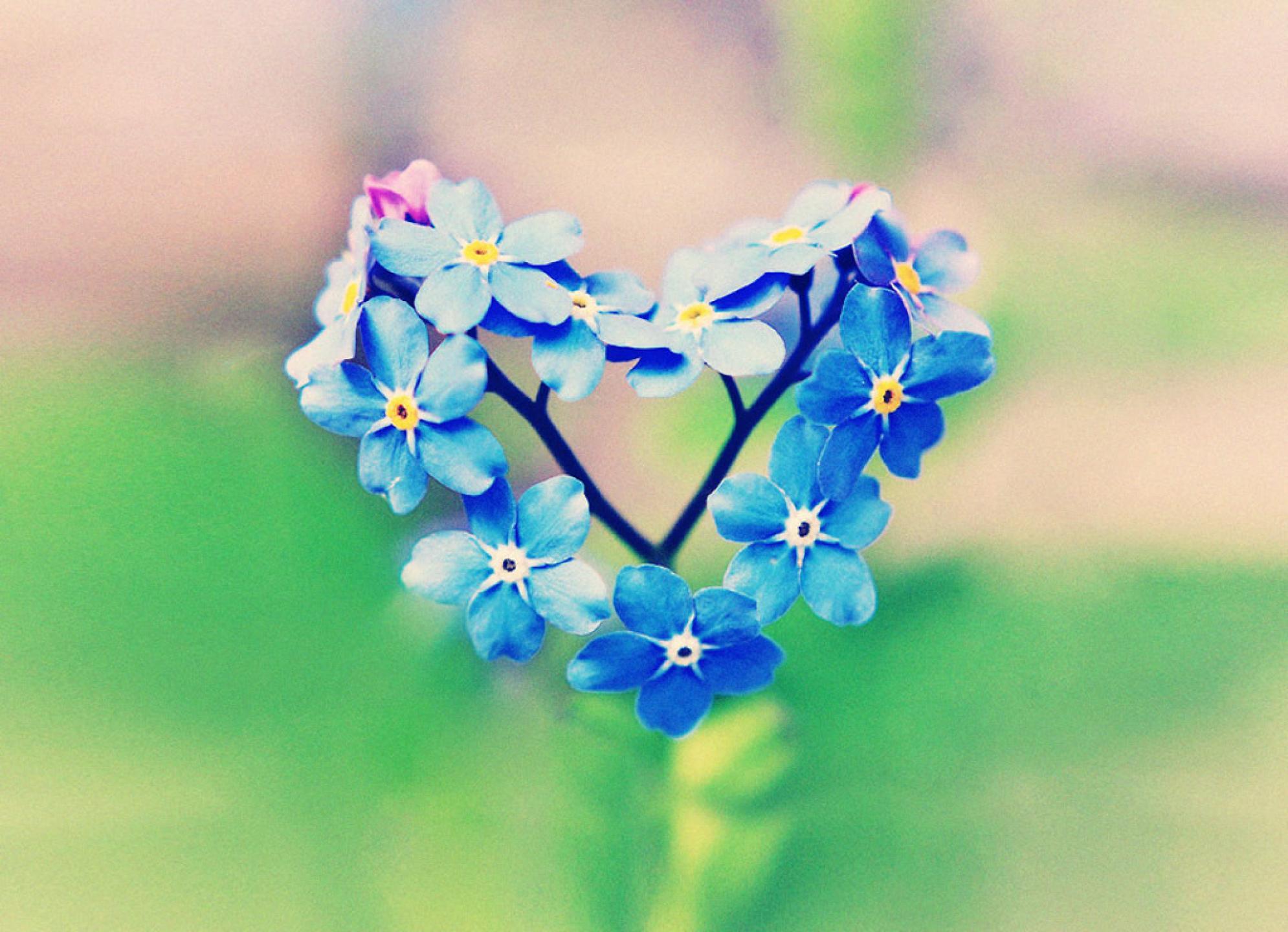 1990x1440 Heart, Blue, And Flower Image Me Not Heart
