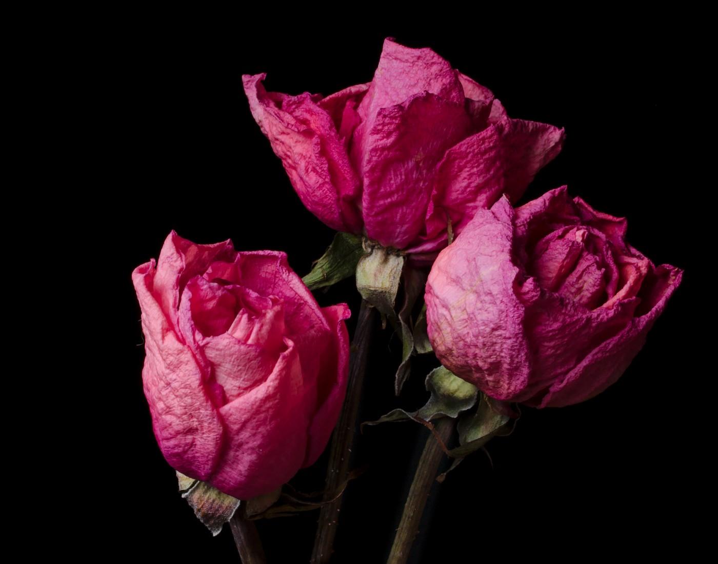 1400x1100 Love Me, Love Me Not.S. I Love You
