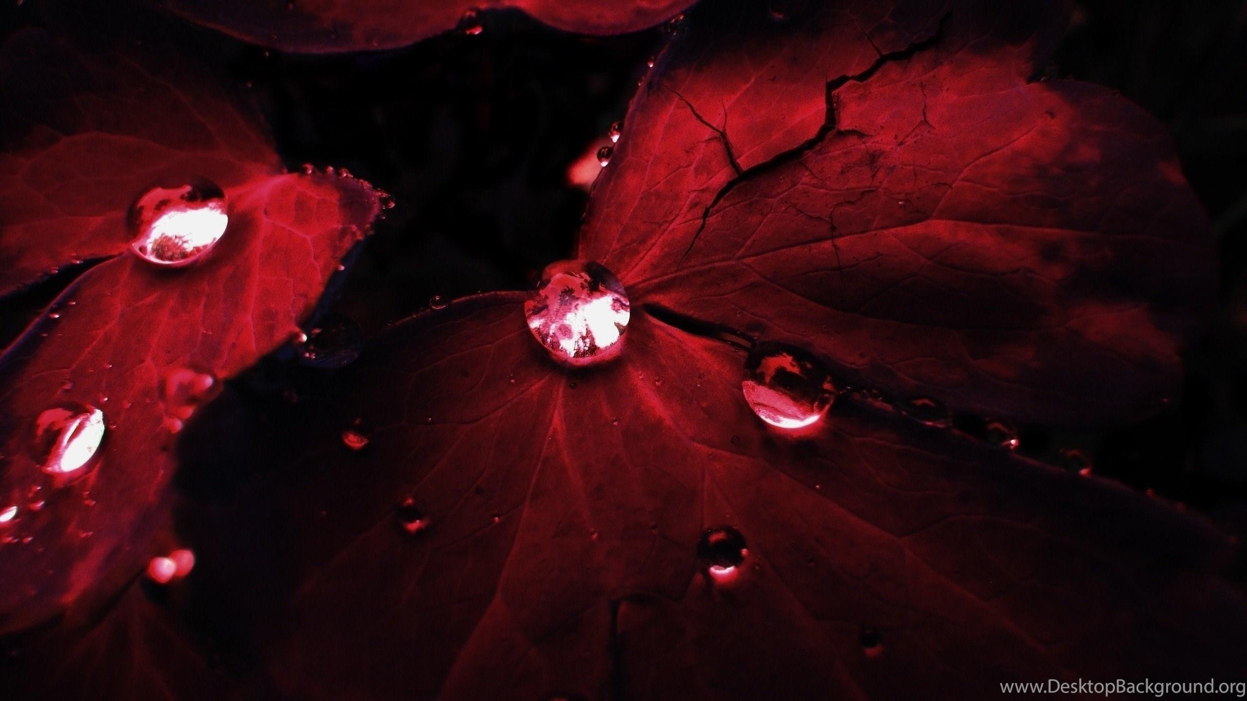 2560x1440 Red Wallpaper Cute Desktop Background