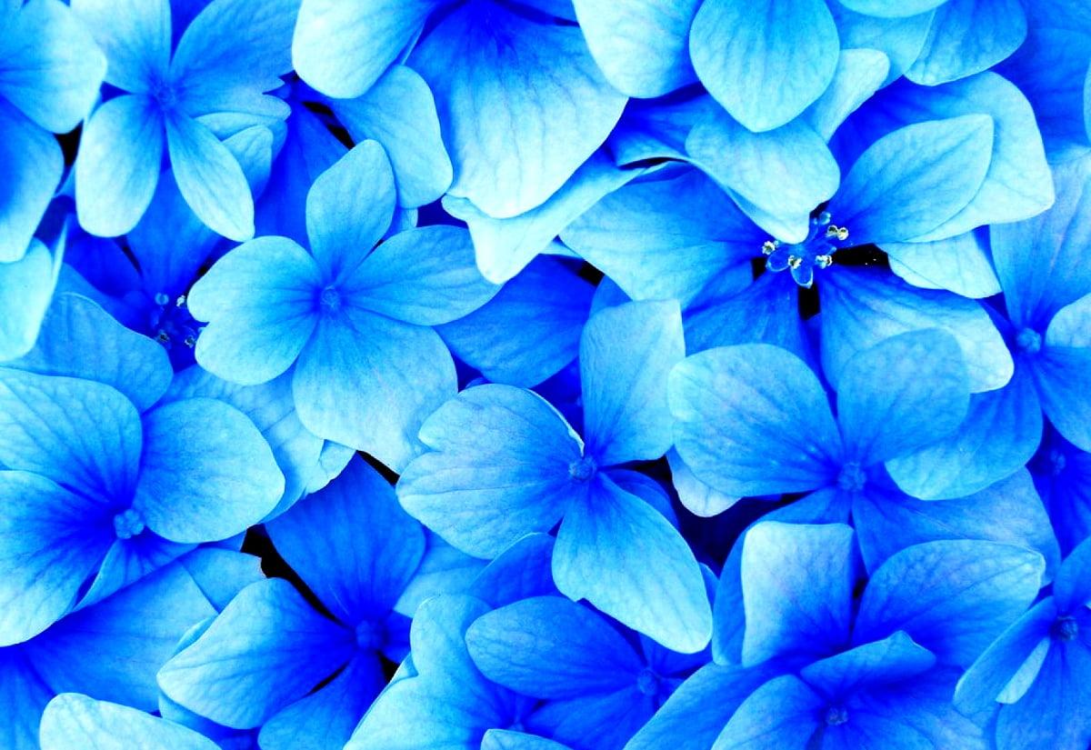 Delphinium Wallpapers - Top Free Delphinium Backgrounds - WallpaperAccess