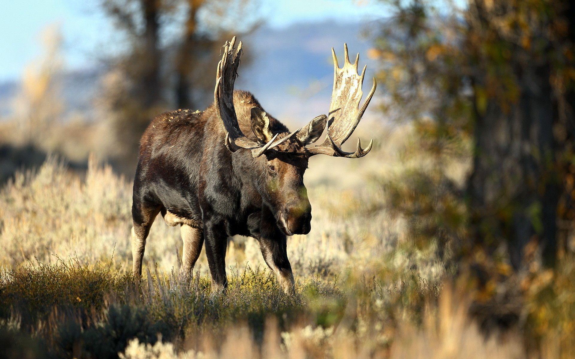 1920x1200 Moose Wallpaper