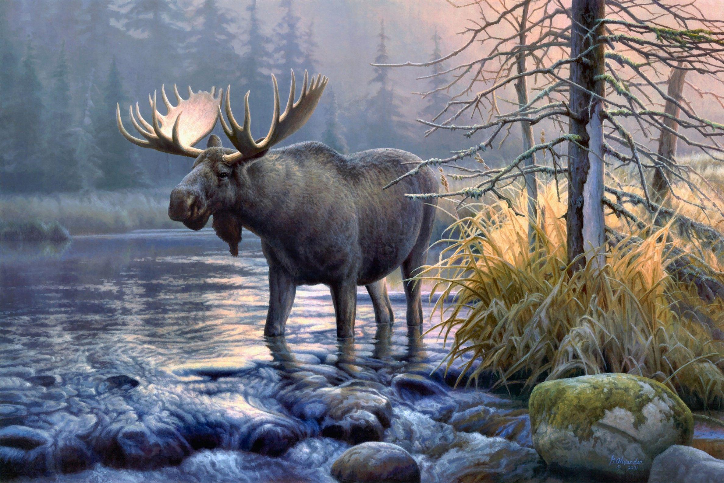2376x1588 Moose Wallpaper