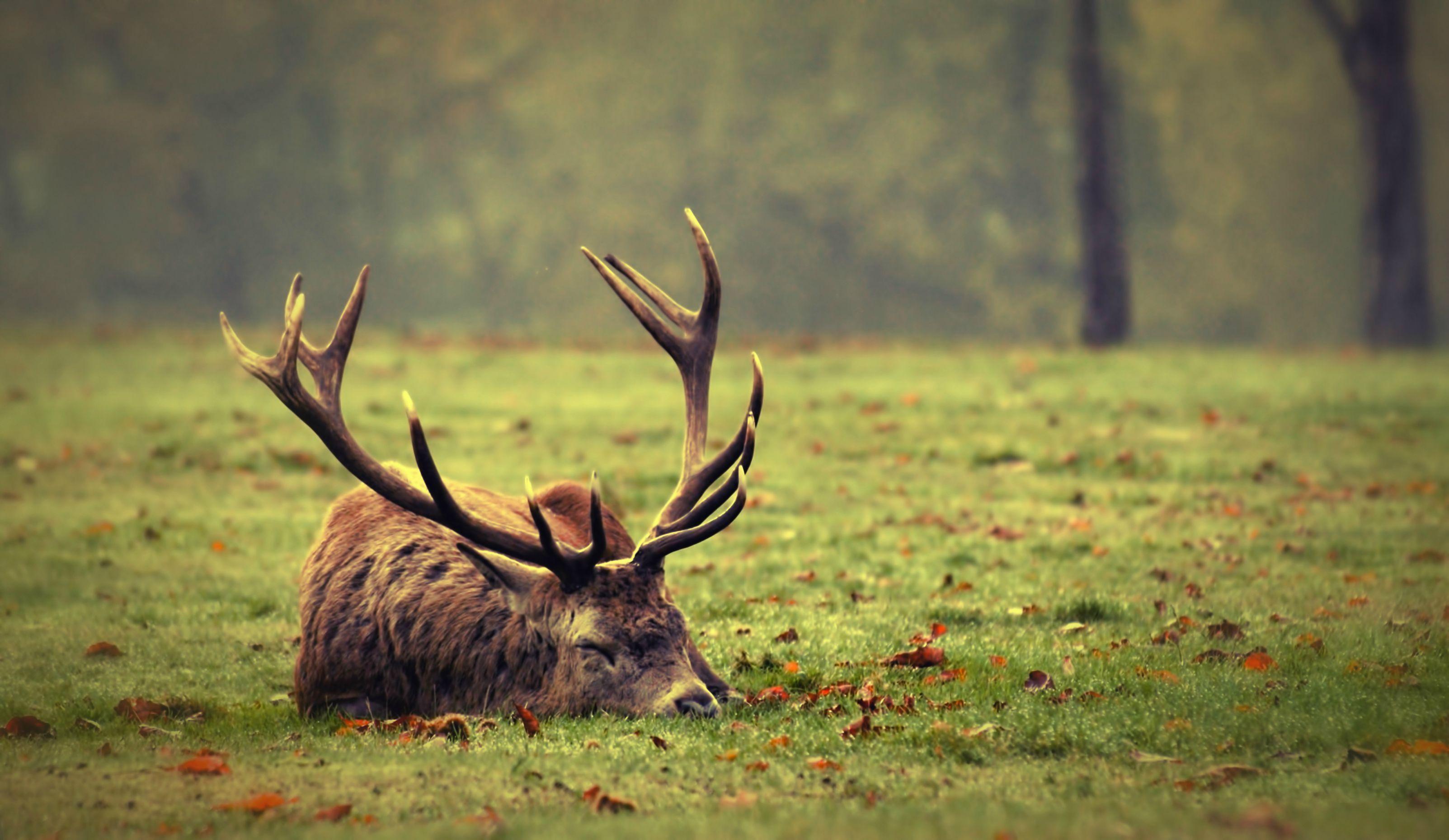 3206x1860 HD Desktop Wallpaper Of Moose Deer