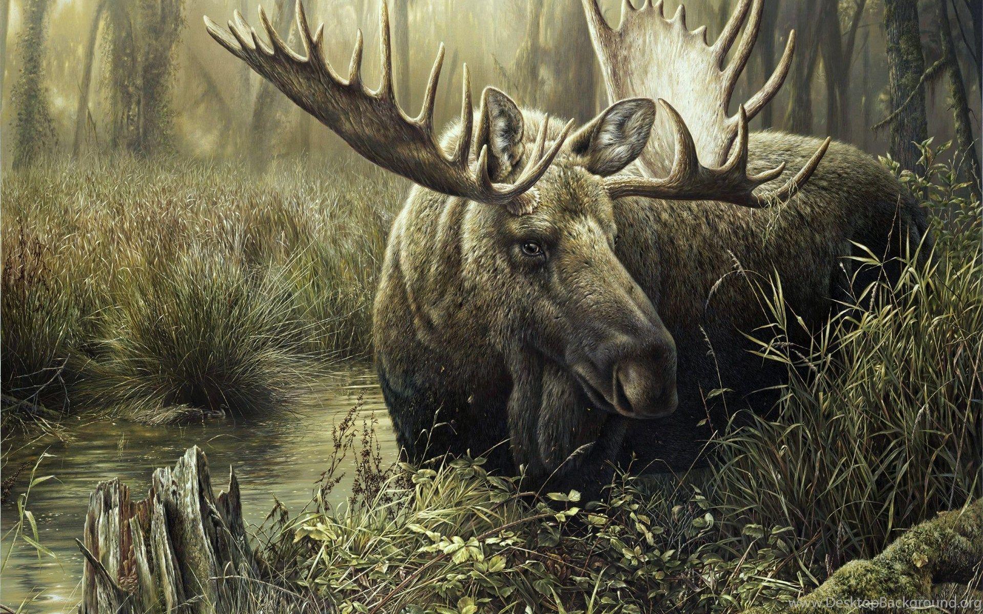 Moose iPhone Wallpapers - Top Free Moose iPhone Backgrounds ...