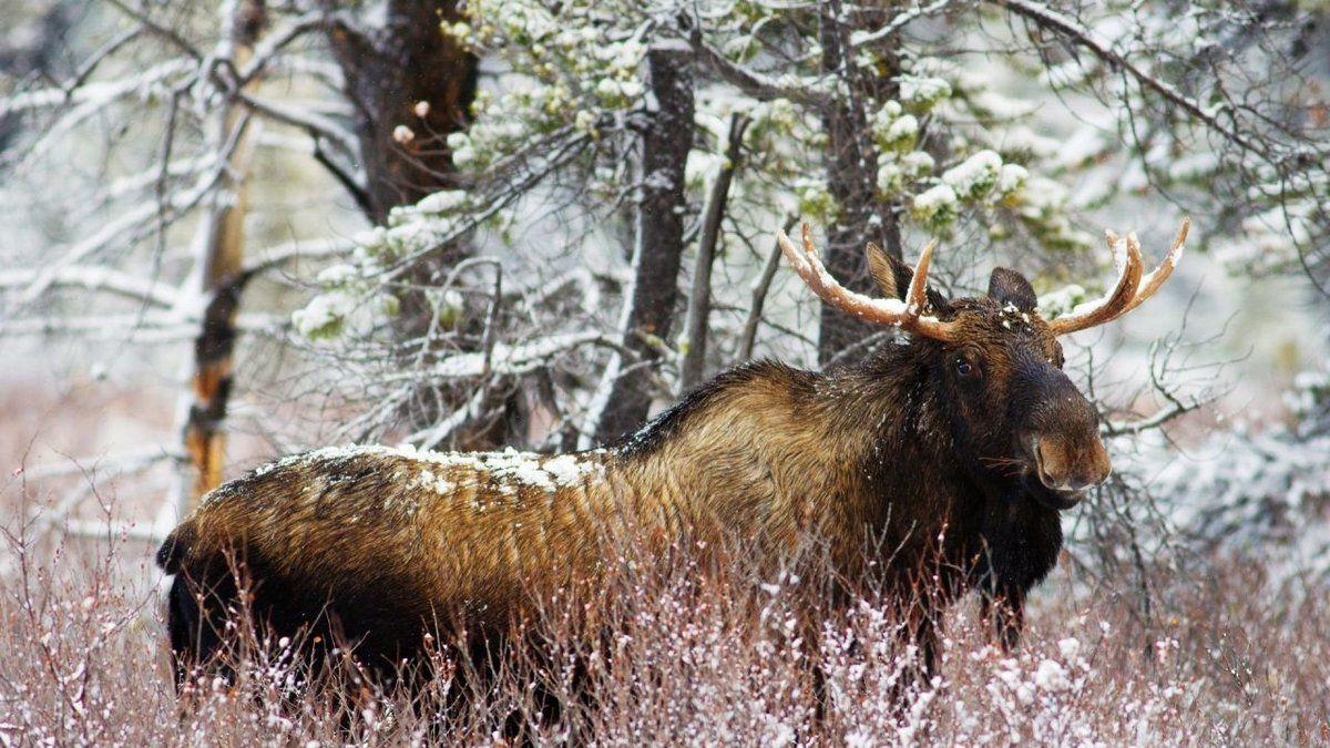 1200x675 Moose 832563 widescreen desktop mobile iphone android HD wallpaper