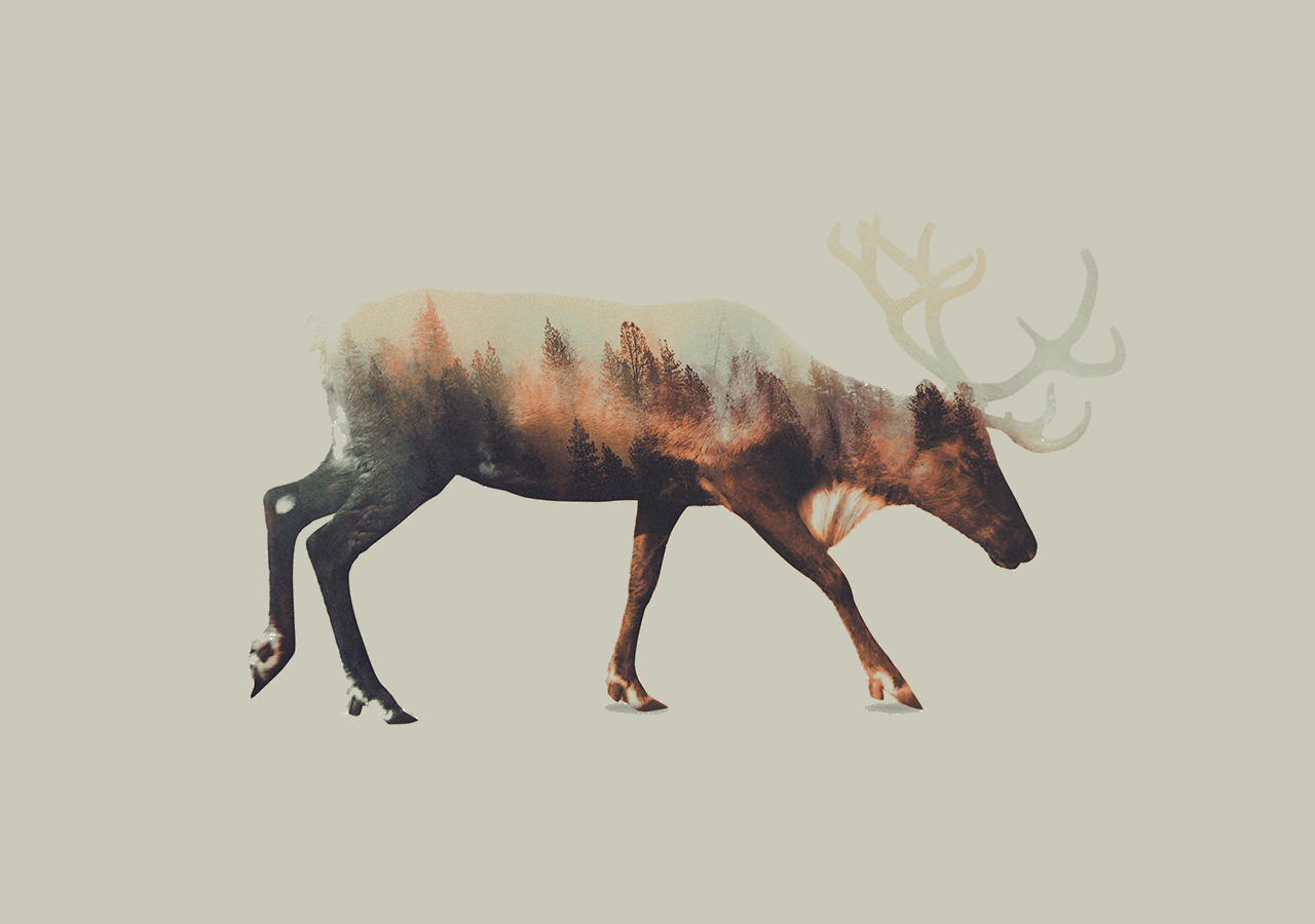 1280x900 Best Double Exposure Wallpaper Of A Moose For Desktop And Laptop