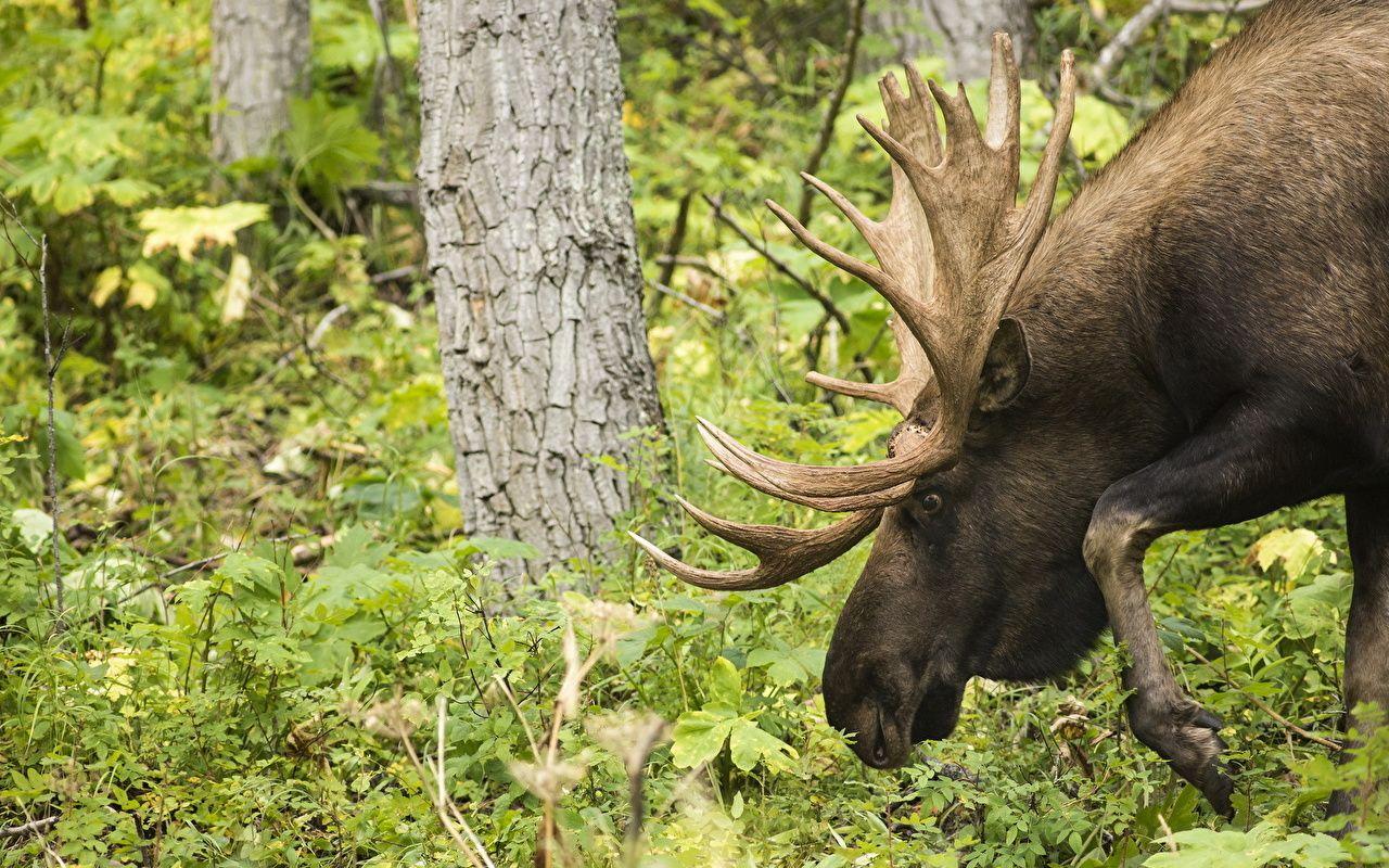 1280x800 Wallpaper Moose Horns Animals