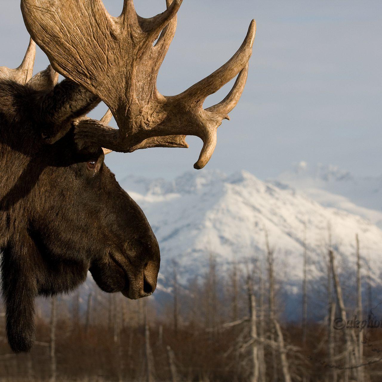 1280x1280 Up Close Wallpaper Of A Moose