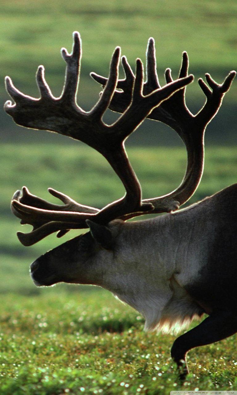 768x1280 Moose ❤ 4K HD Desktop Wallpaper for 4K Ultra HD TV