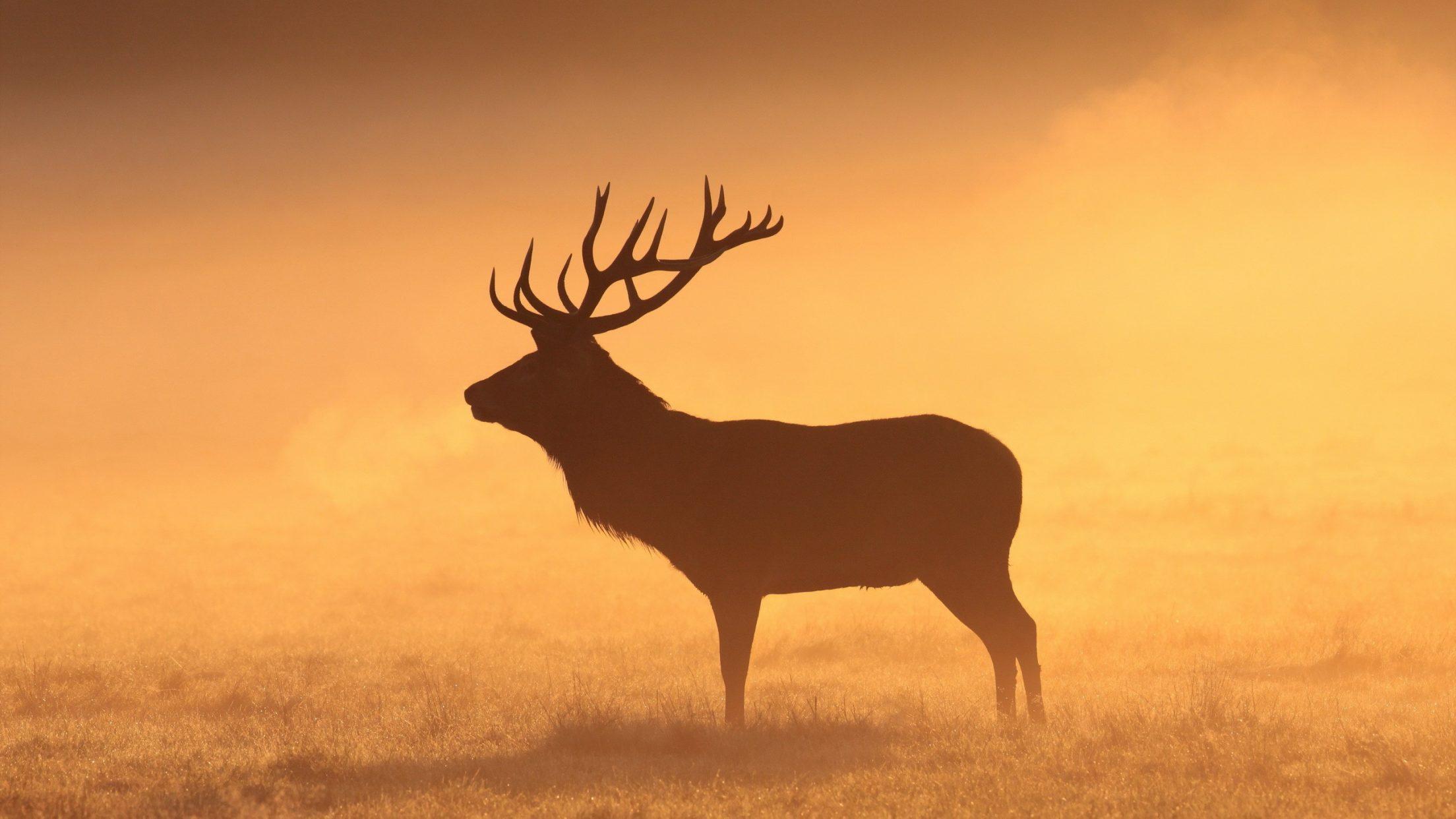 2208x1242 Silhouette Wallpaper Of A Moose