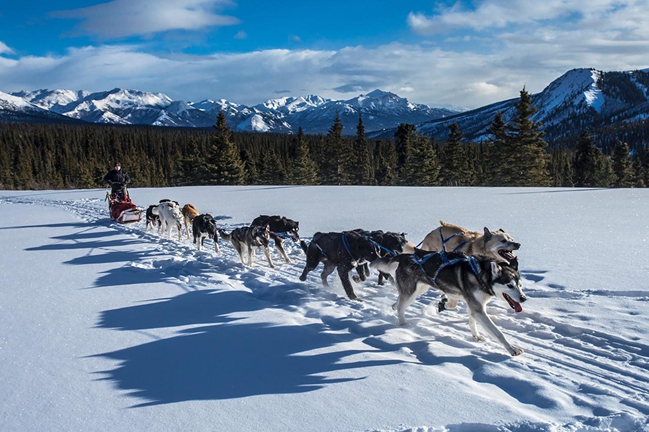 1280x852 Desktop Wallpaper Husky Dogs Shadow Run Sled Winter Mountains Snow