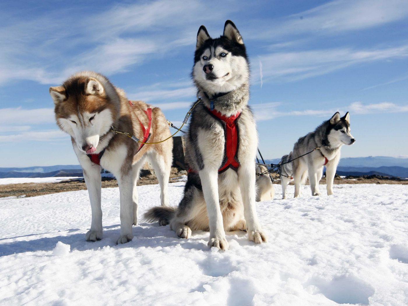 1400x1050 Download wallpaper 1400x1050 husky, couple, dogs, snow, alaska standard 4:3 HD background