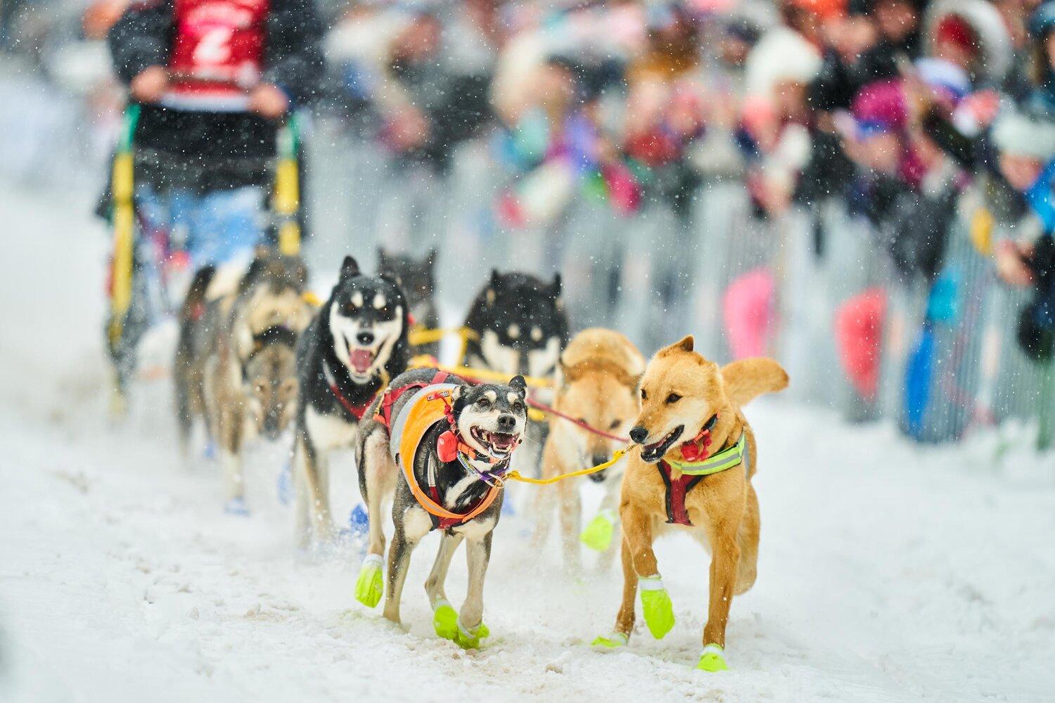 1500x1000 Sled Dog Movies