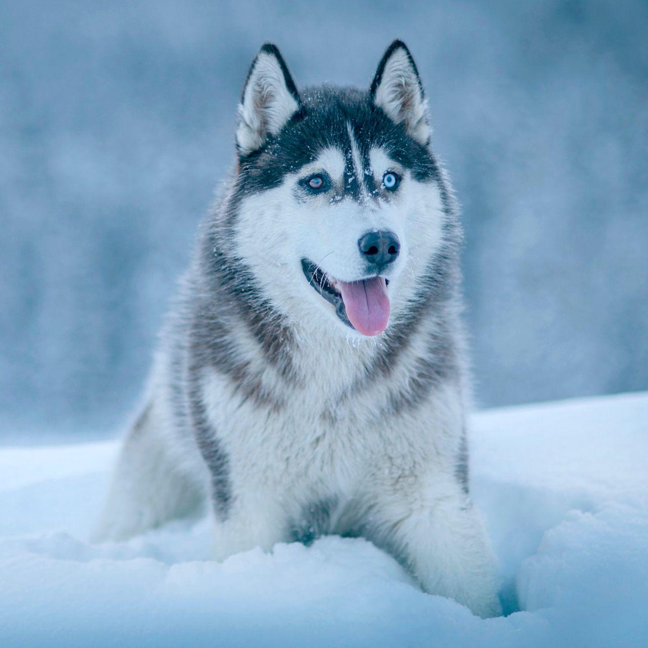 1280x1280 Download wallpaper 1280x1280 husky, dog, snow, muzzle ipad, ipad ipad mini for parallax HD background