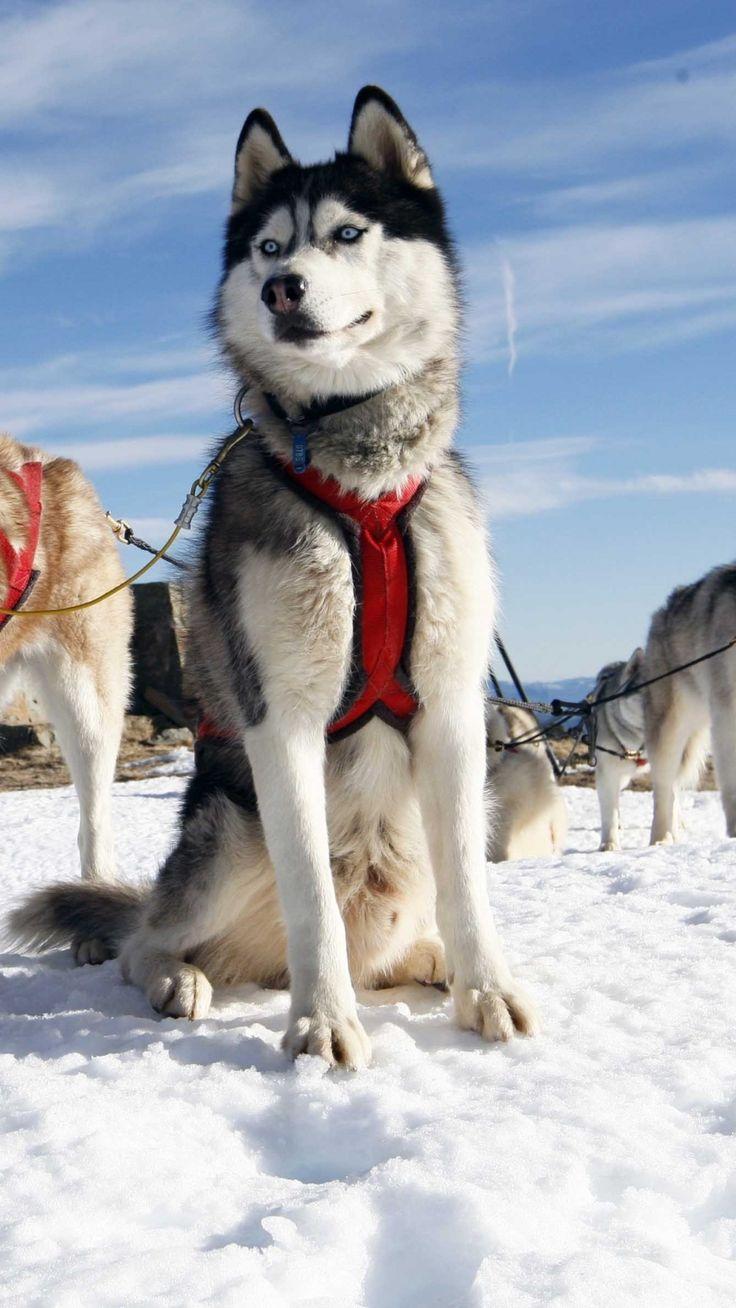 736x1308 Husky Dog Alaska Snow #iPhone #plus #wallpaper. Husky dogs, Dogs, Animals