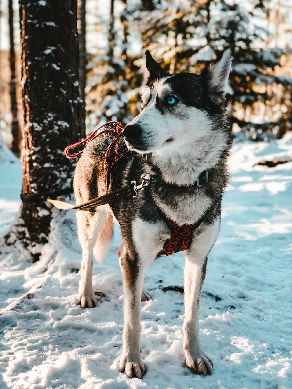 1000x1333 Short Coated Black And White Dog Beside Tree Photo