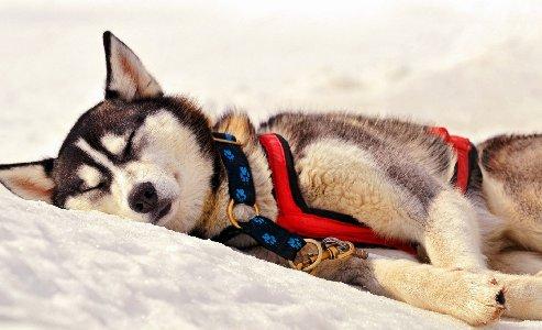 493x300 Snow Animals Dogs Outdoors Pets Desktop Background Wallpaper
