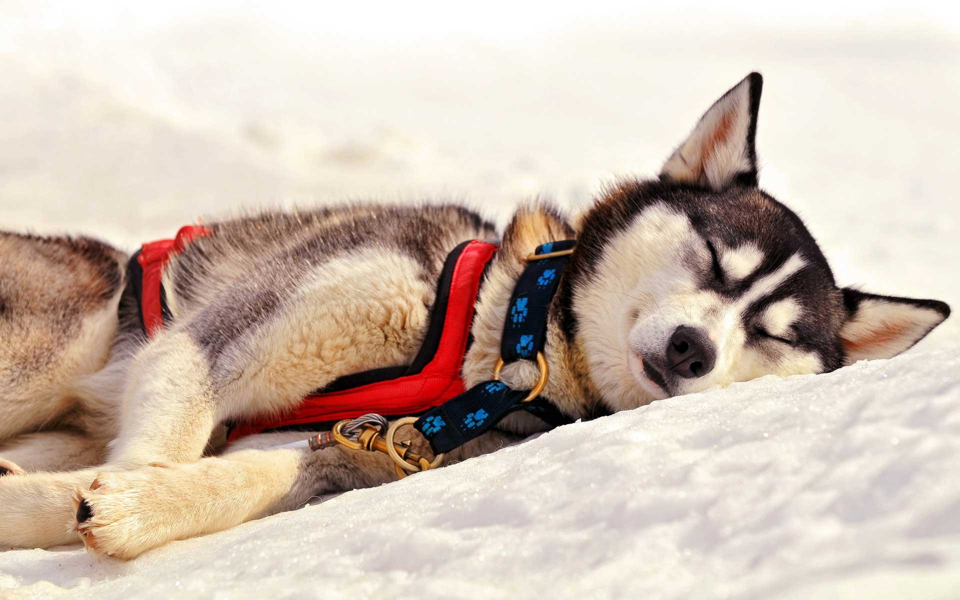 1920x1200 Siberian Husky Wallpaper Dog Sleeping Wallpaper & Background Download