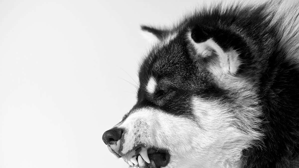 1200x675 Sled dogs are an ancient breed going back at least 000 years