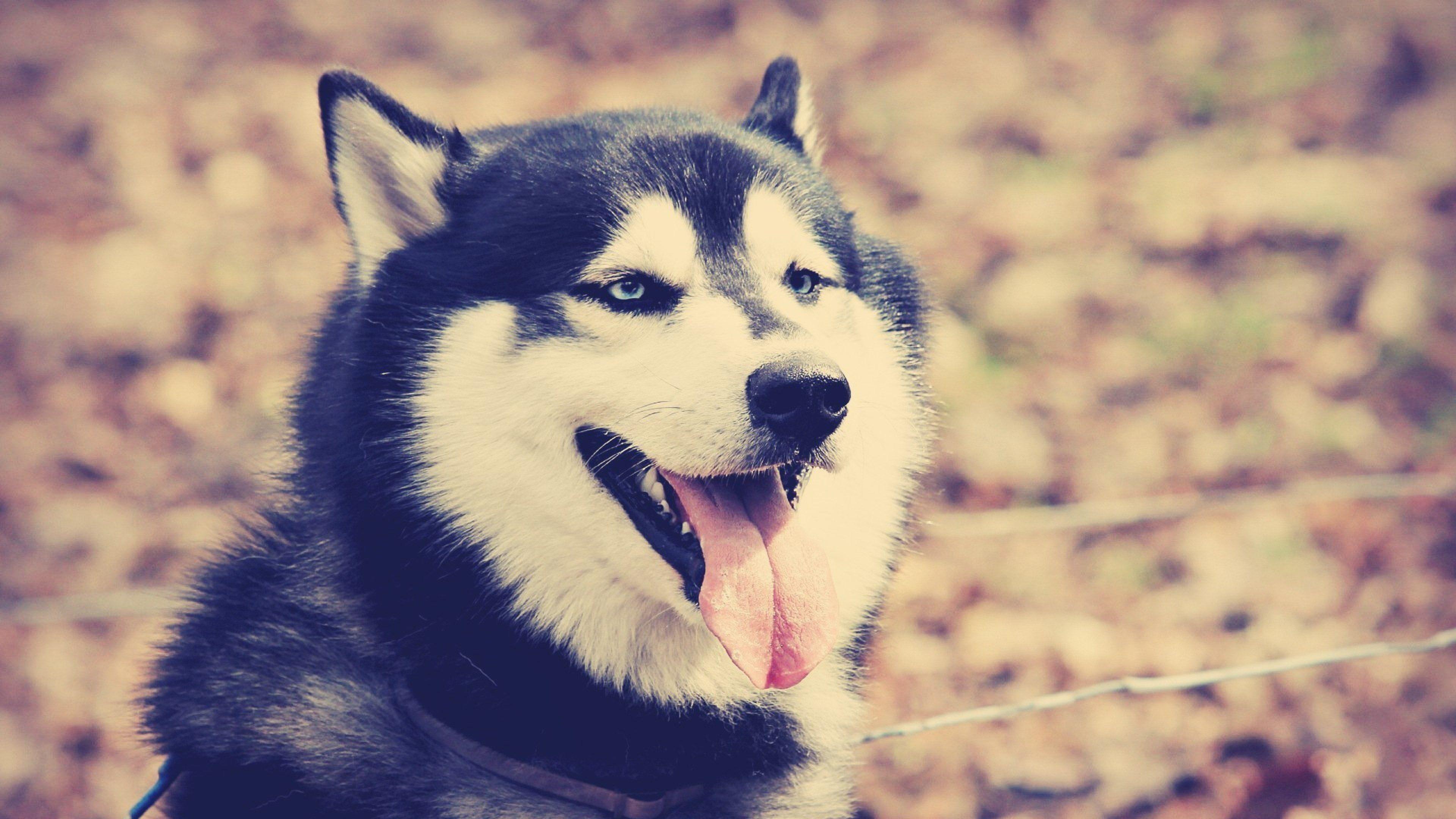 3840x2160 siberian husky 4k computer wallpaper download. Cute dog wallpaper, Siberian husky, Husky