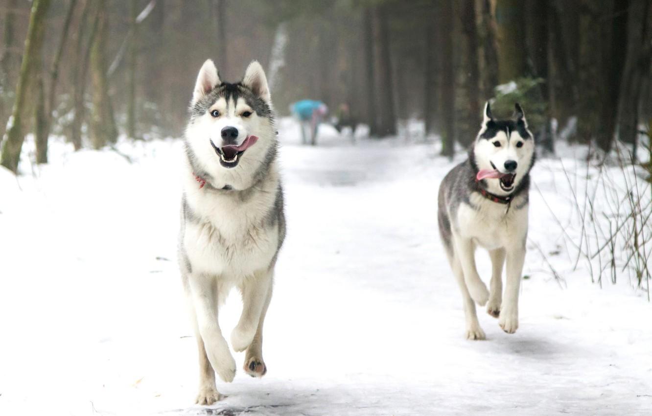 1332x850 Wallpaper winter, language, dogs, snow, Park, running, husky, Laika image for desktop, section собаки