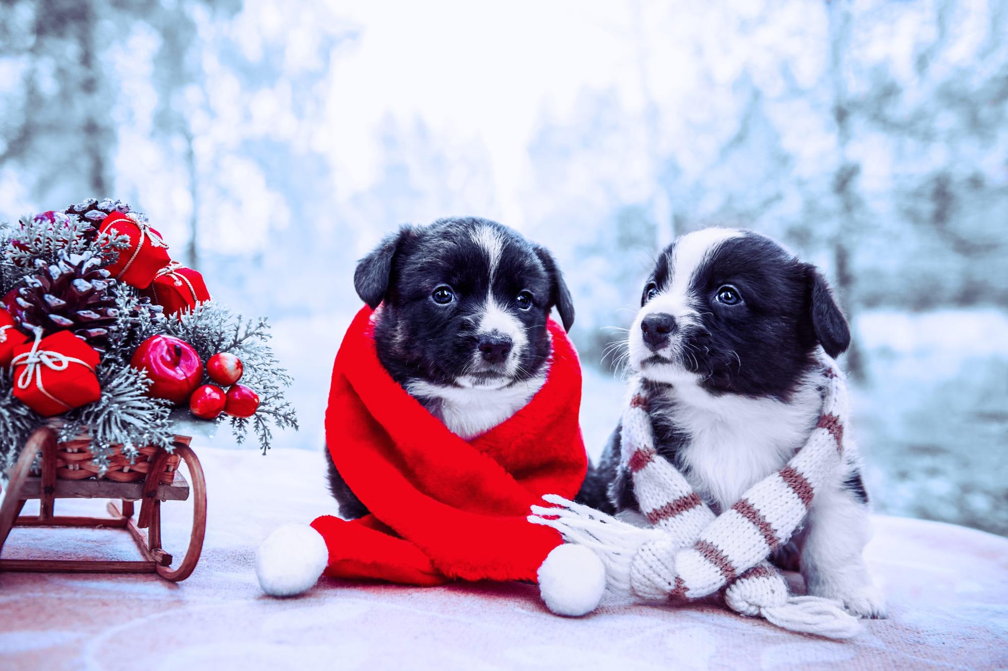 2000x1333 Puppy HD Wallpaper, Baby Animal, Christmas Ornaments, Sled, Dog HD Wallpaper