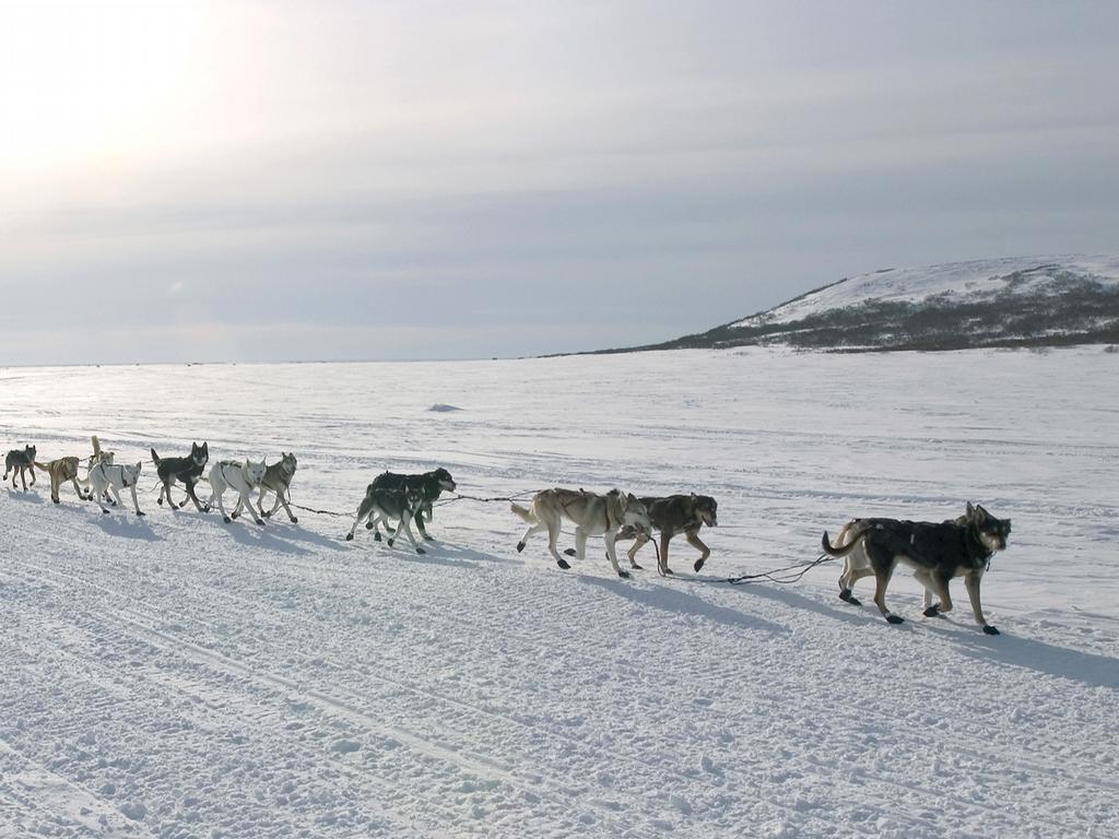 1024x768 Wallpaper ME: Sled Dogs Wallpaper
