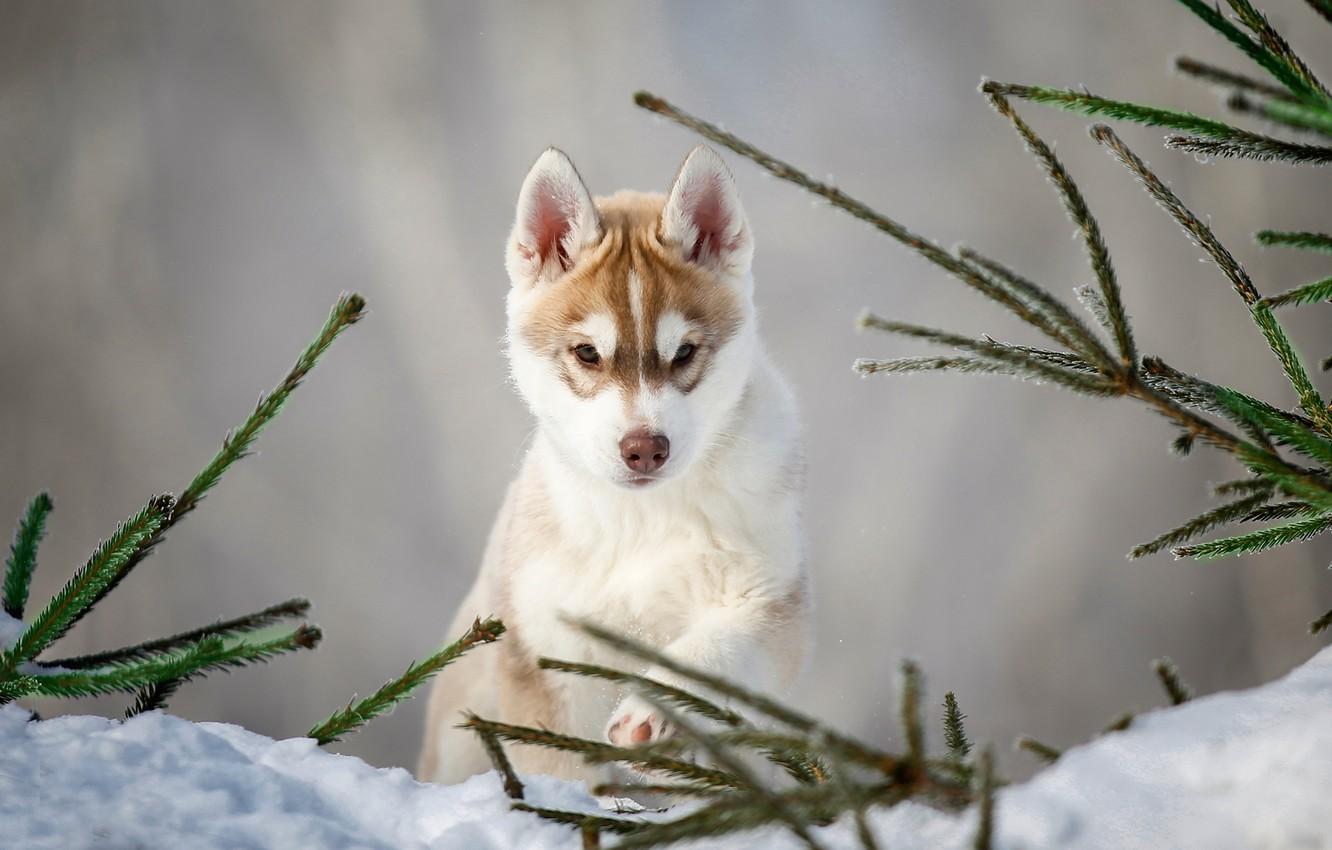 1332x850 Wallpaper snow, branches, dog, puppy, Husky image for desktop, section собаки
