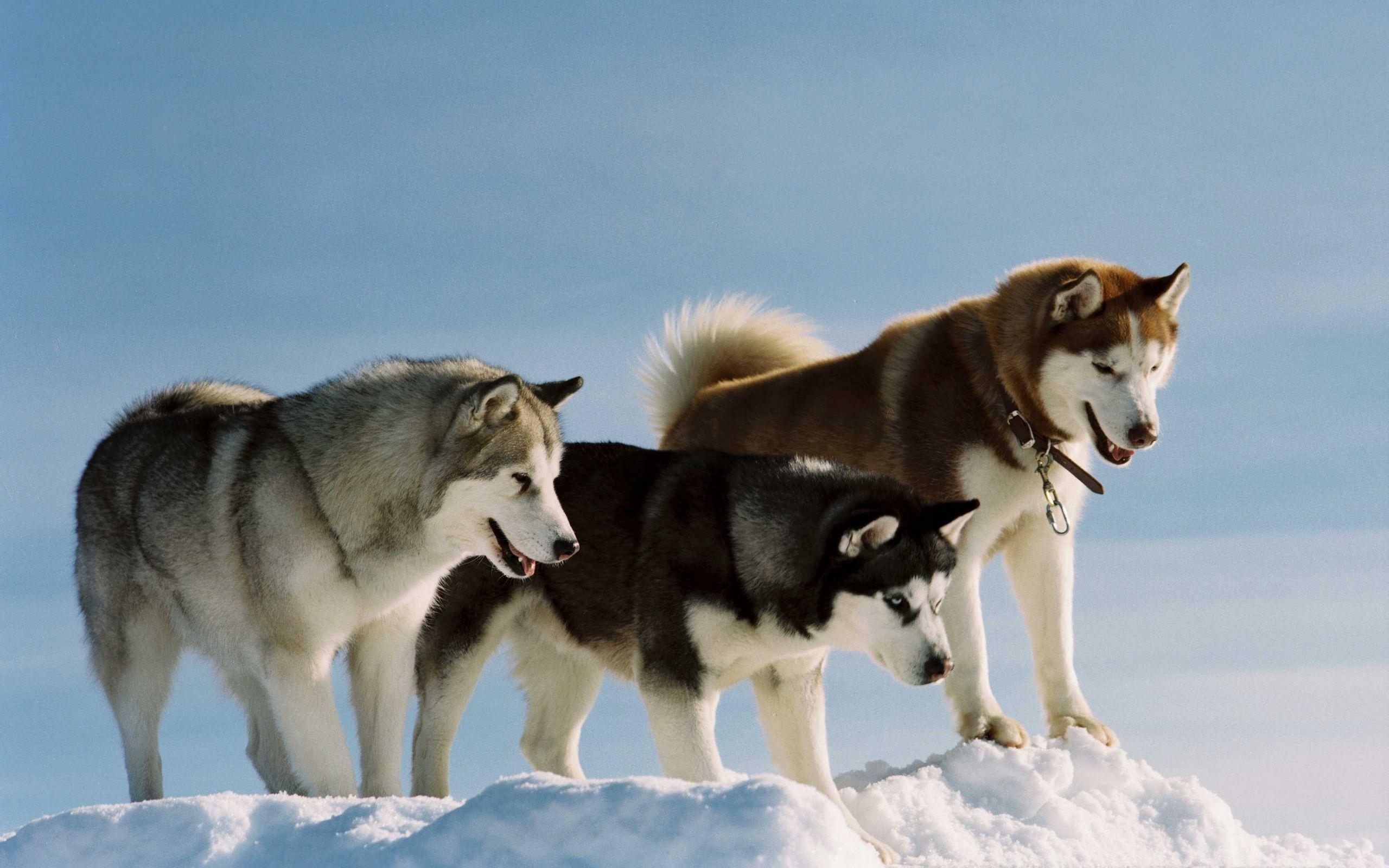 2560x1600 Download wallpaper 2560x1600 color, breed, dog, husky, snow, walk widescreen 16:10 HD background