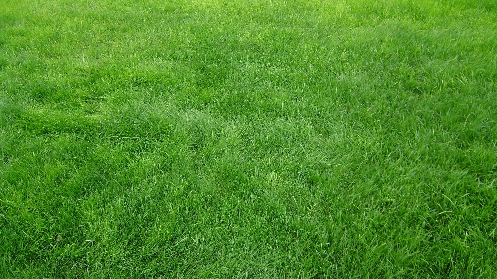 2048x1152 HD Grass Background wallpaperx1152