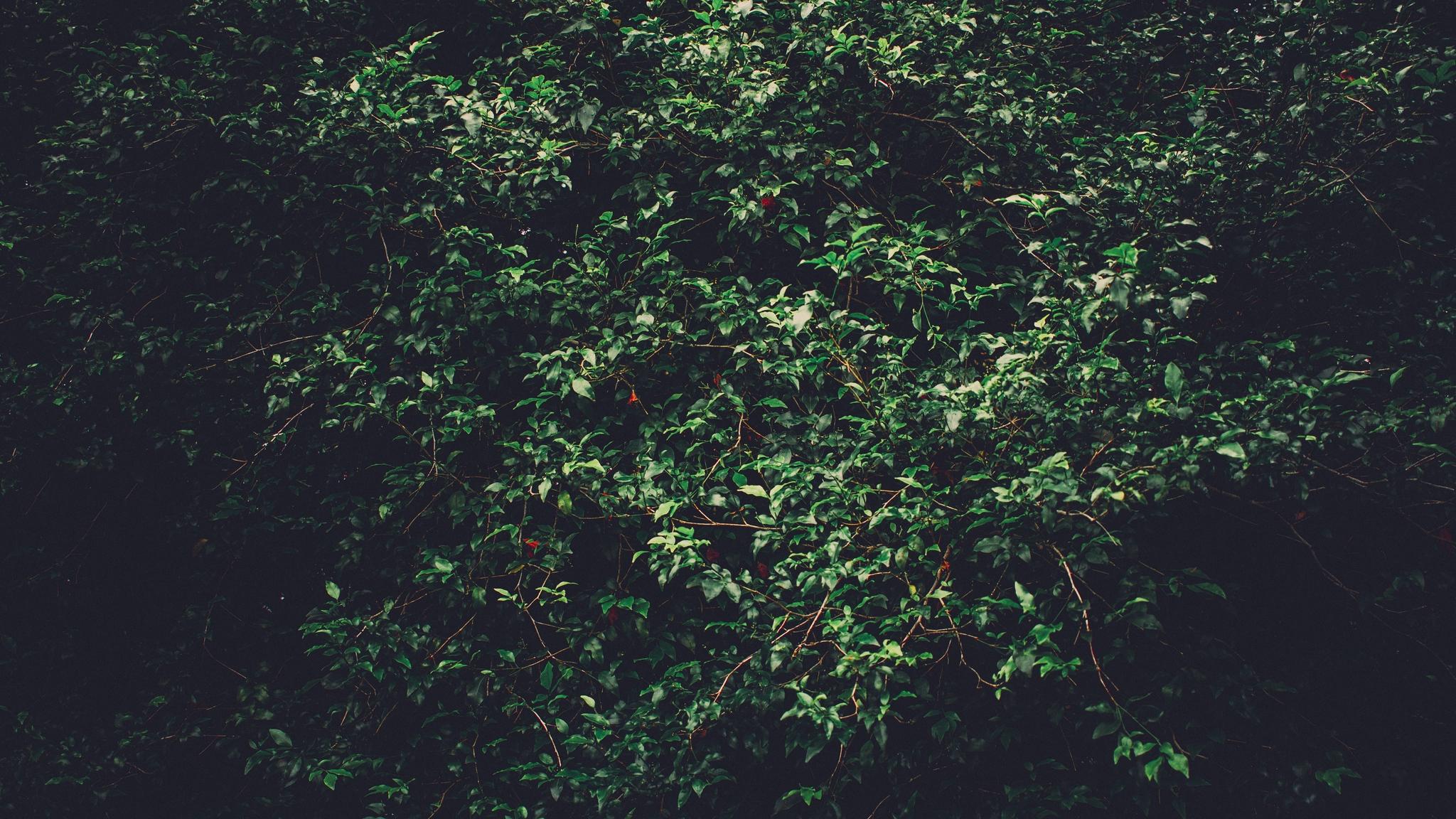 2048x1152 Aesthetic Green Wallpaper