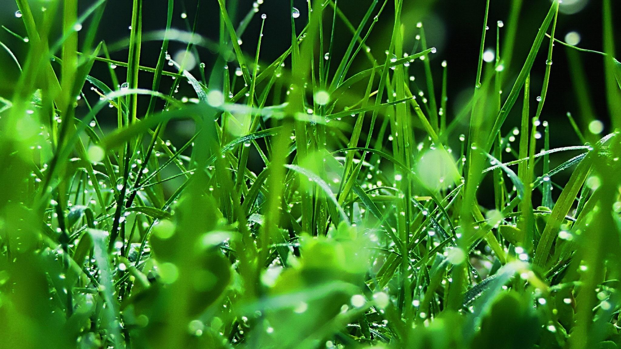 2048x1152 Grass, Dew, Drops, Green, Freshness, High, Definition, Drops Green Grass Wallpaper & Background Download
