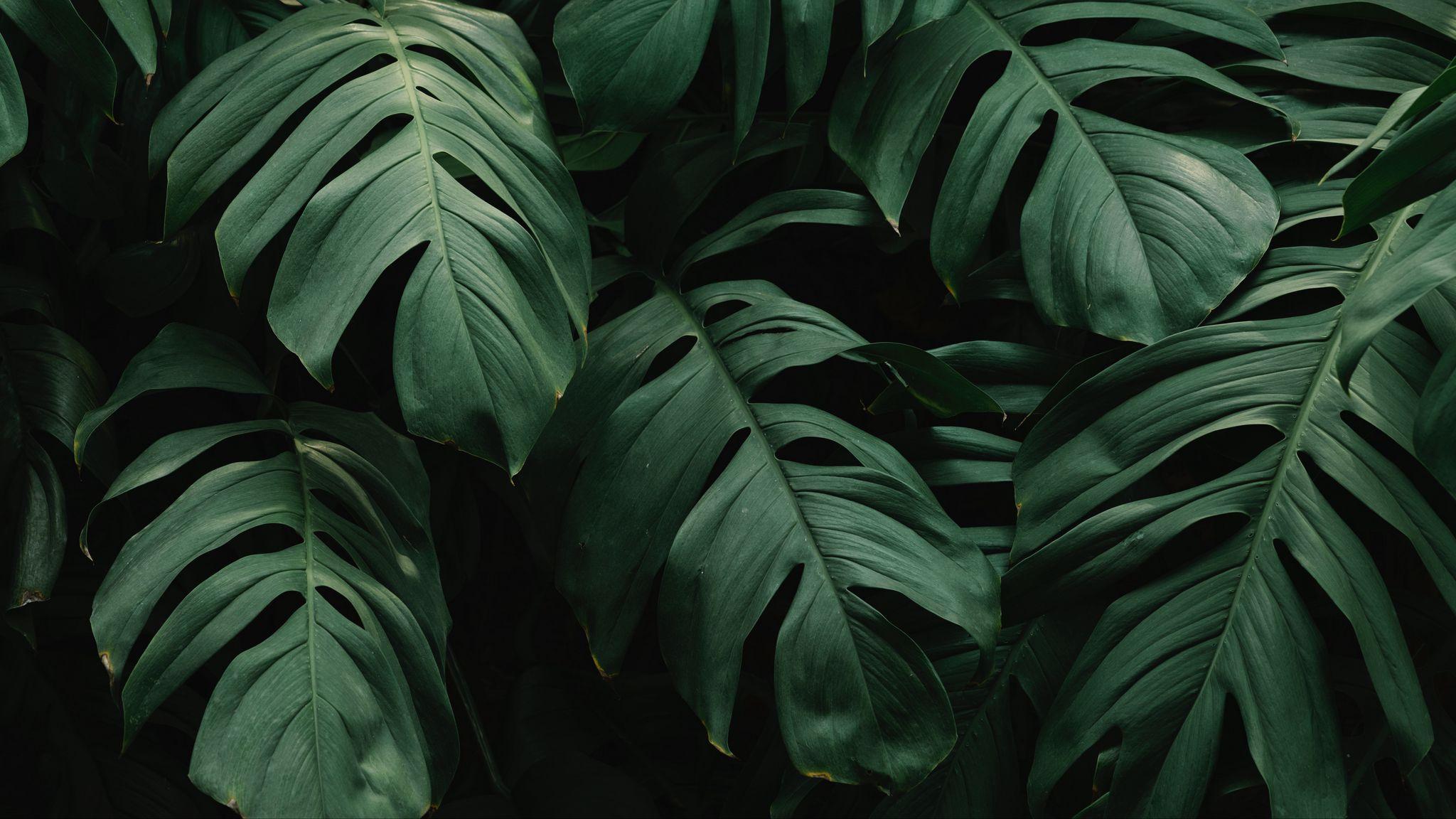 2048x1152 Download wallpaper 2048x1152 leaves, plant, green, dark, vegetation ultrawide monitor HD background