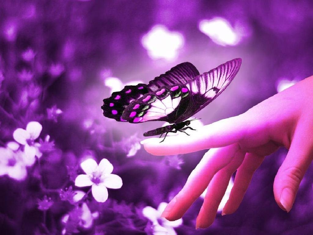 Featured image of post Cute Butterfly Purple Wallpaper