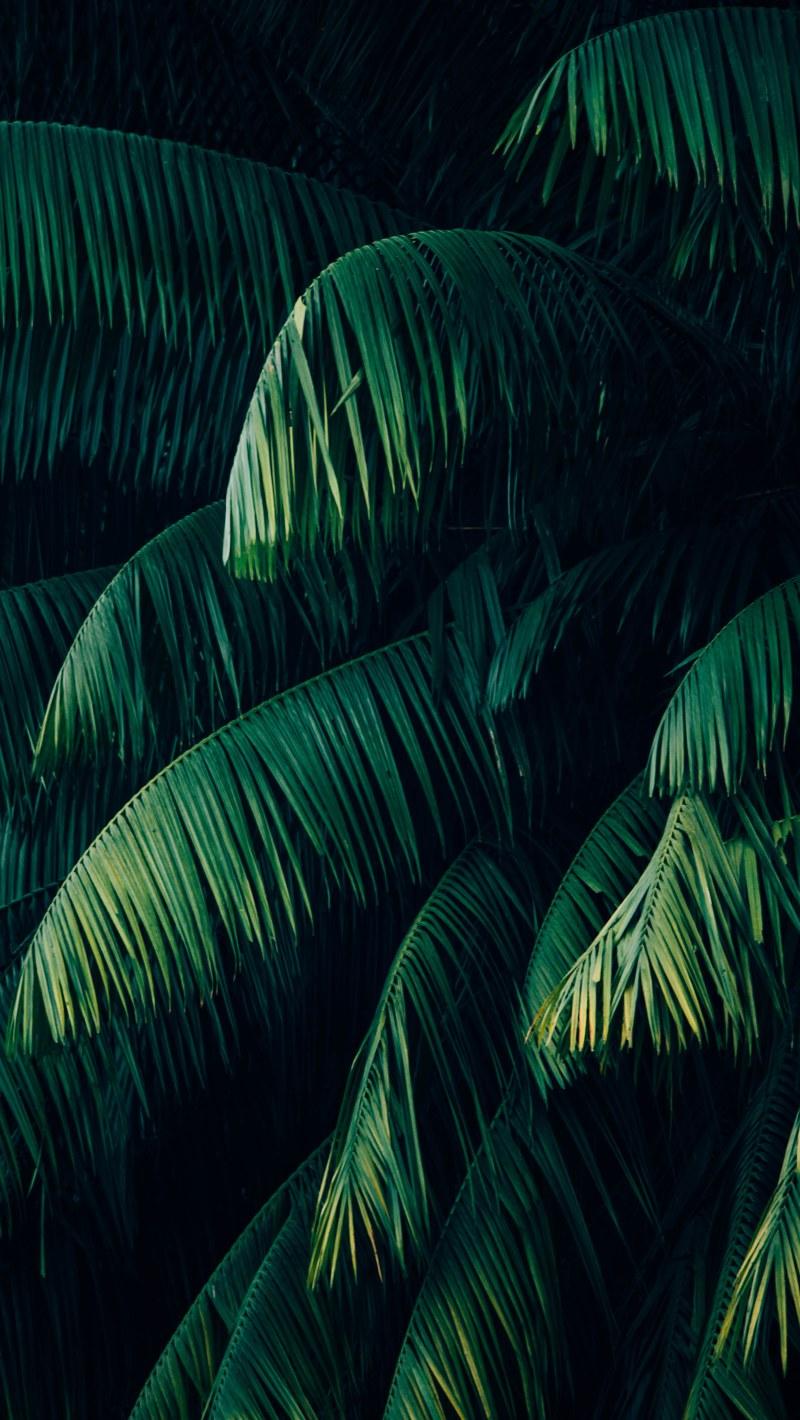 800x1420 Palm Trees Wallpaper • Wallpaper For You