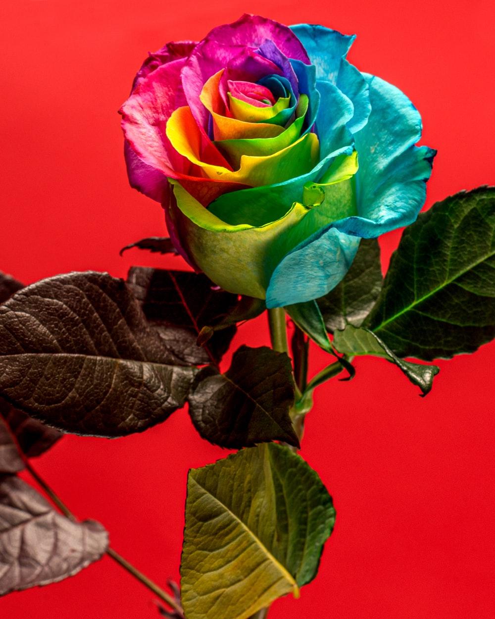 1000x1250 red rose in close up photography photo