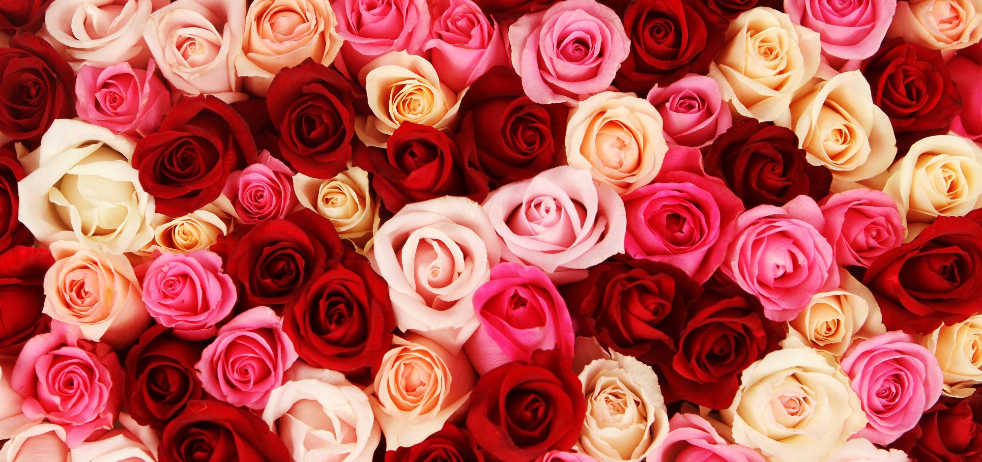 1998x940 Rose Border HD Wallpaper