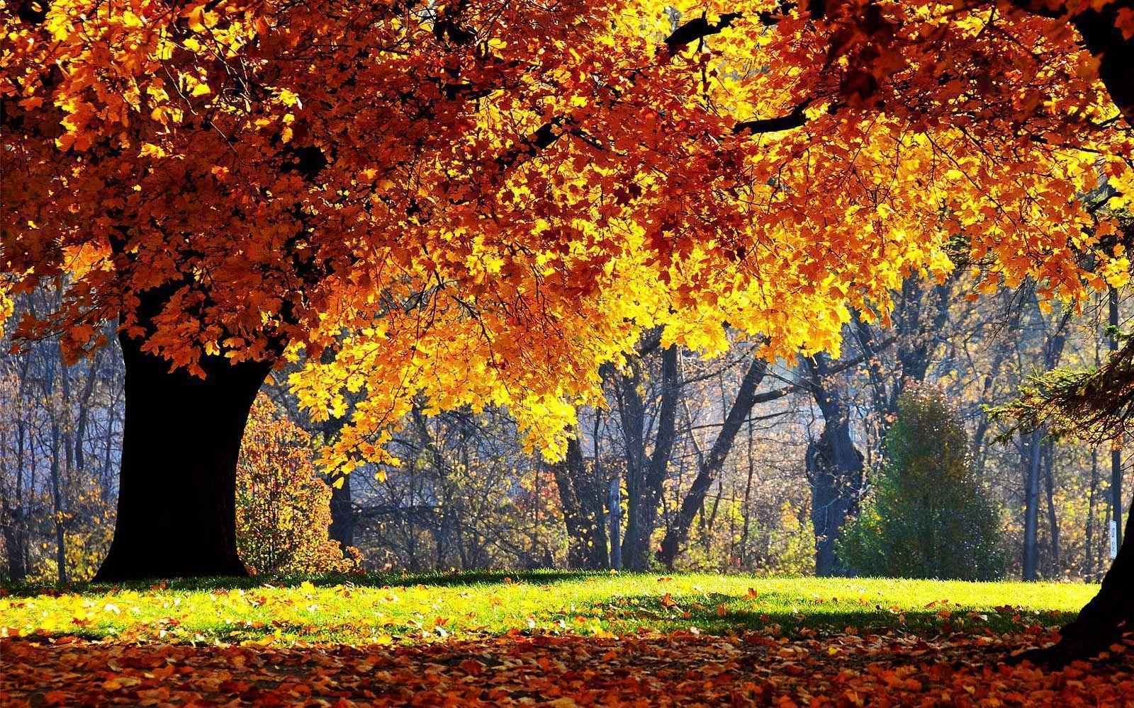 1600x1000 Beautiful Autumn Scenery Wallpaper Of Nature In Morning Wallpaper & Background Download