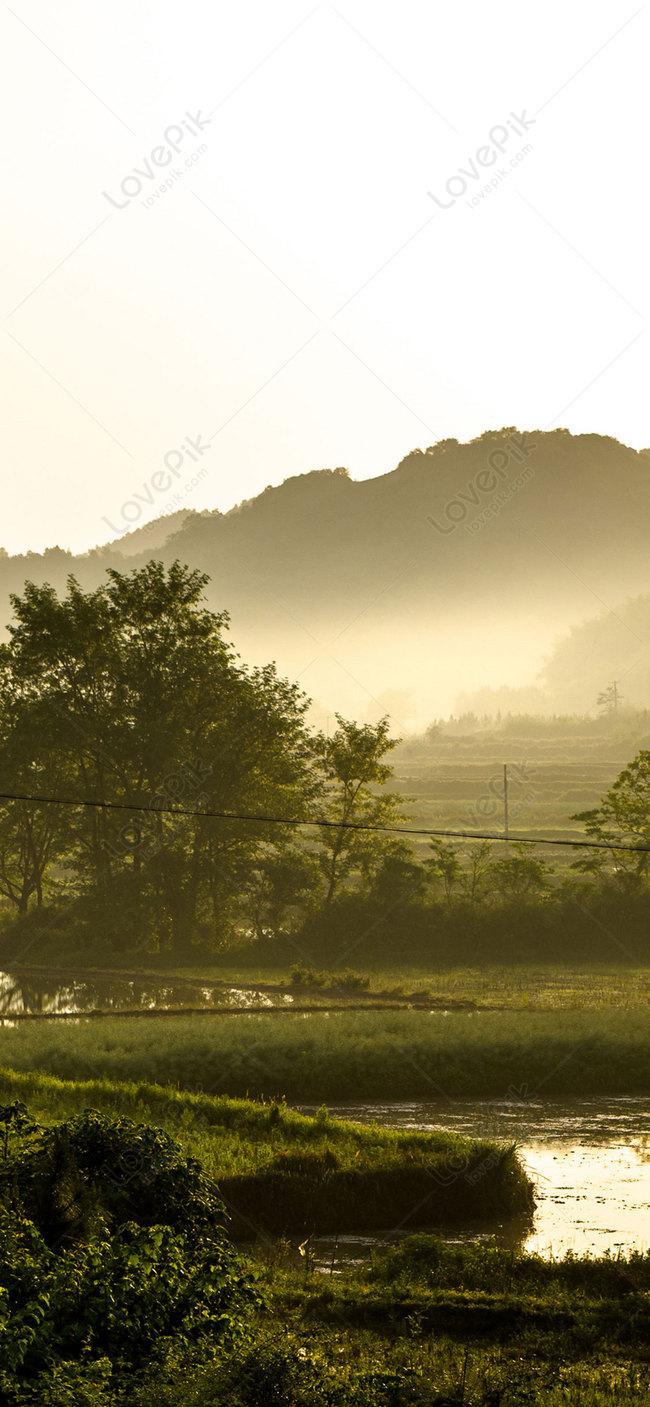 650x1407 The Misty Morning Mobile Phone Wallpaper Background Image Free Download