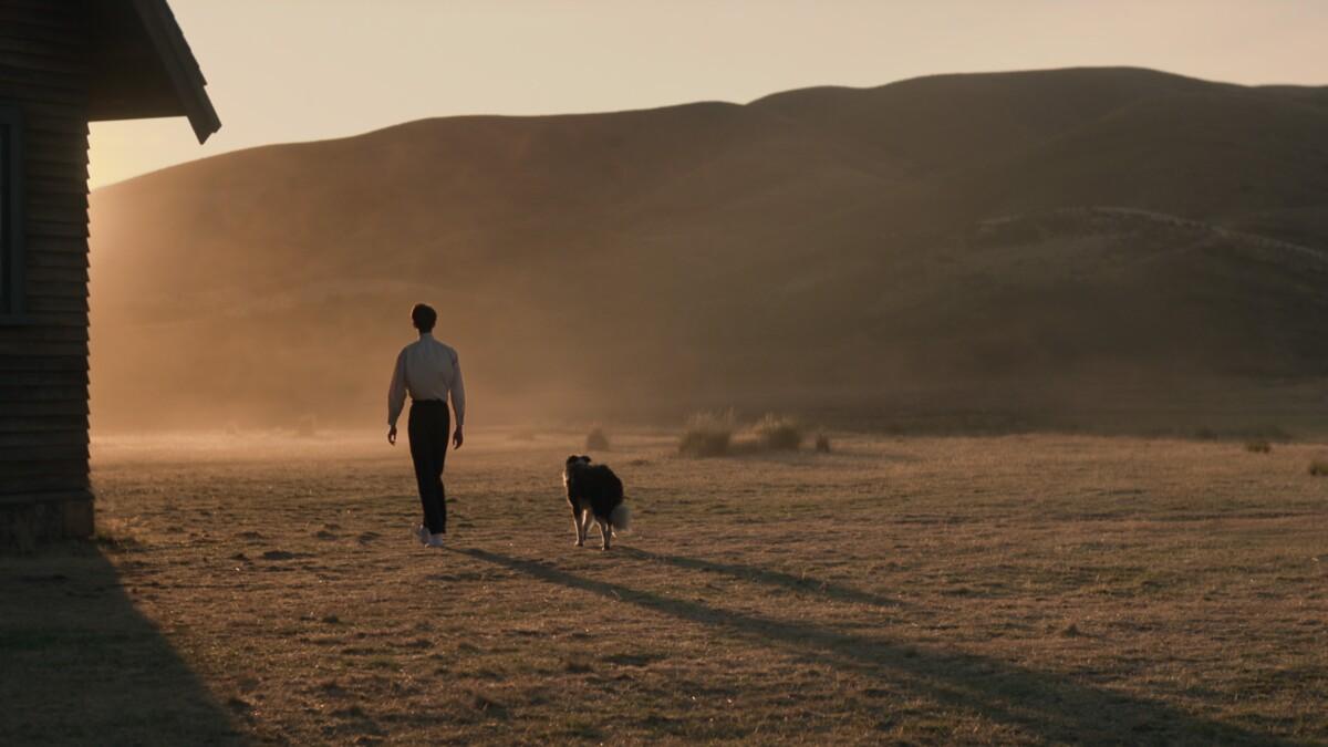 1200x675 When revenge leads to peace in 'Power of the Dog' Angeles Times