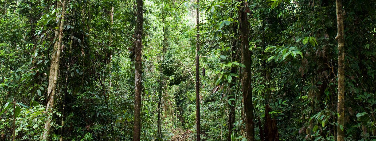 1600x600 Forest Habitat Wallpaper