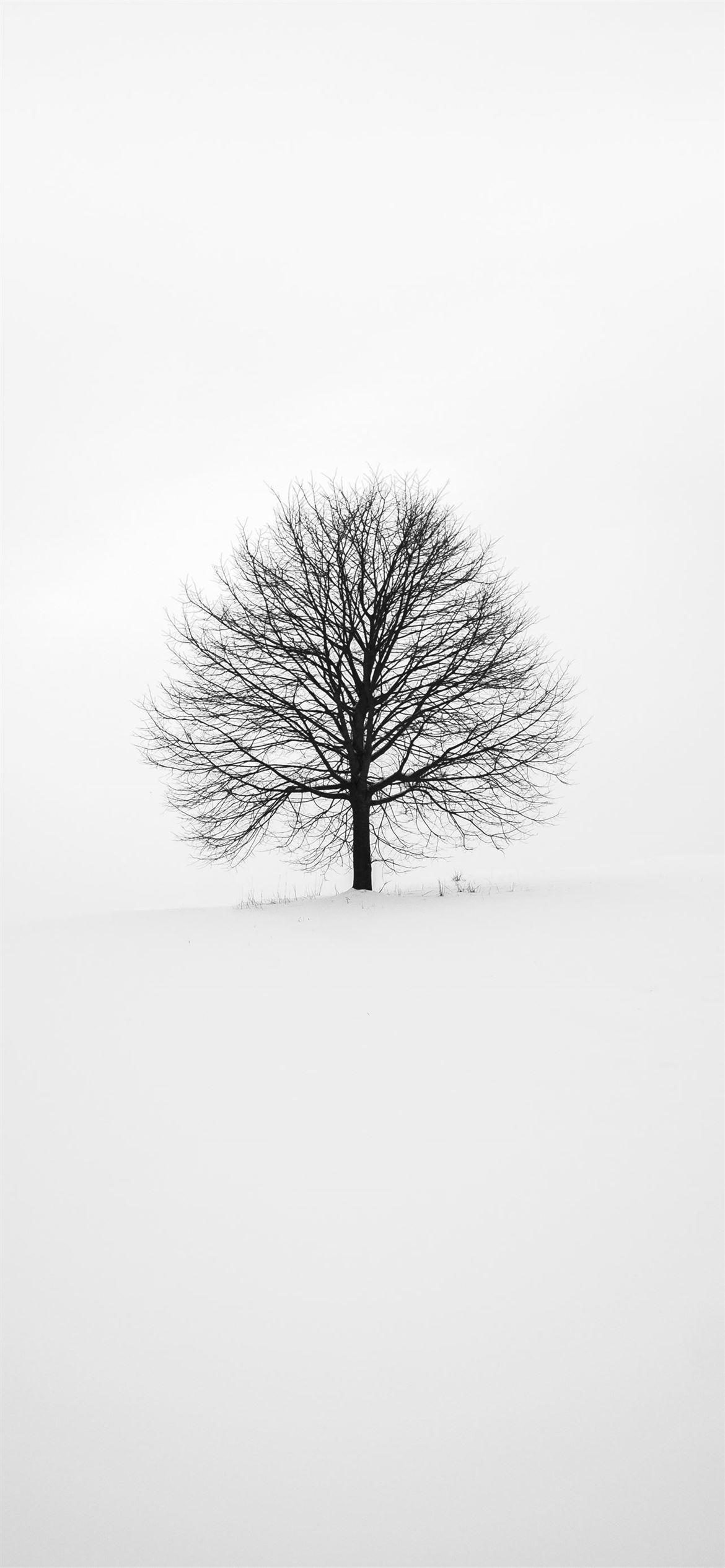 1170x2532 Best White iPhone 12 HD Wallpaper