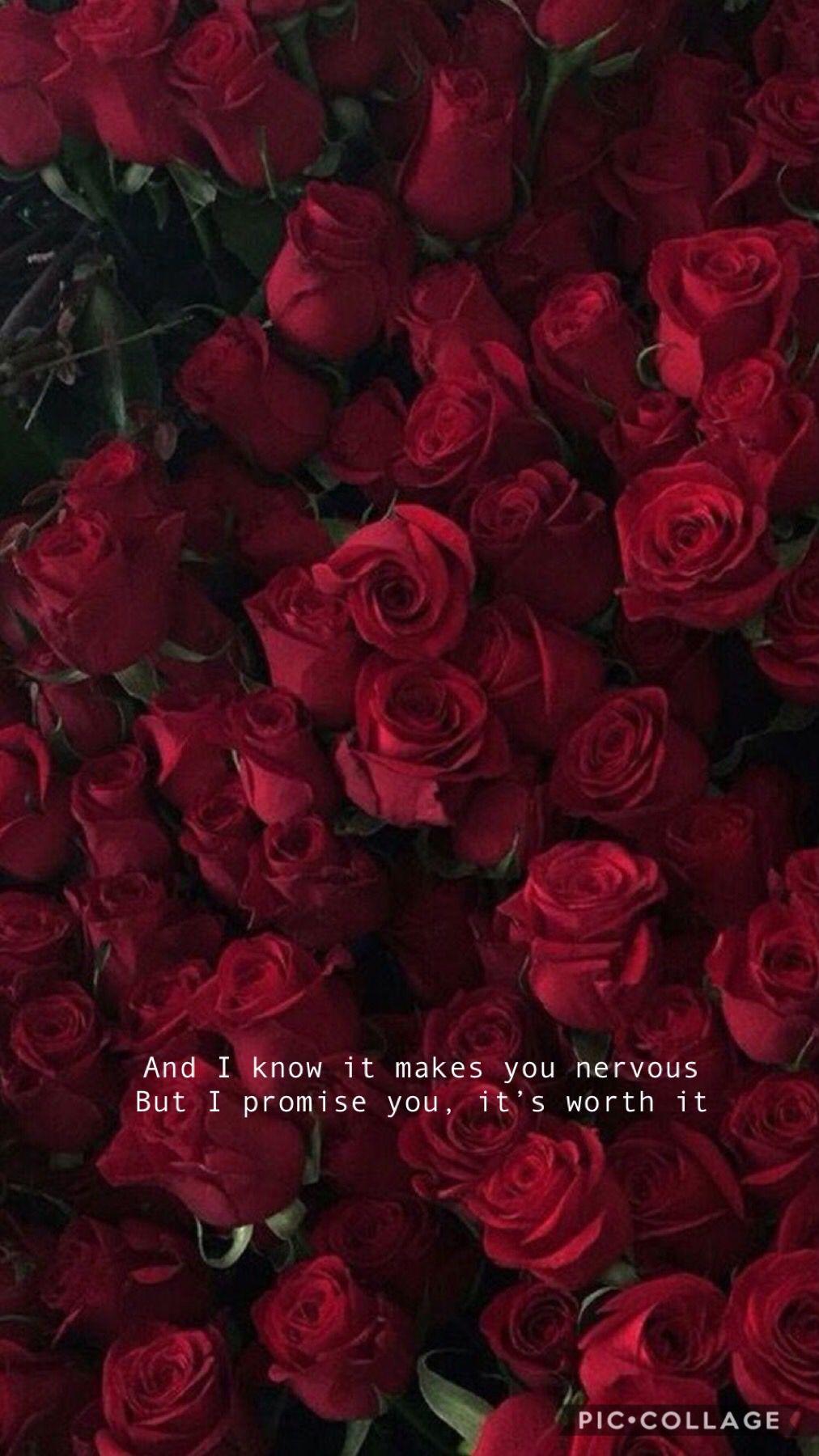 Rose Quotes Wallpapers Top Free Rose Quotes Backgrounds WallpaperAccess