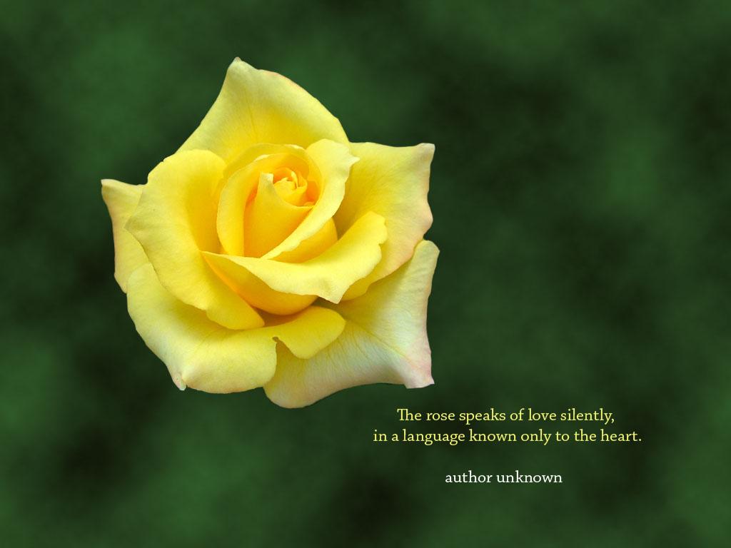 1024x768 Free download rose quotes yellow rose quotes white rose quotes [1024x768] for your Desktop, Mobile & Tablet. Explore Wallpaper Yellow Roses. Free Rose Wallpaper for Computer, Red