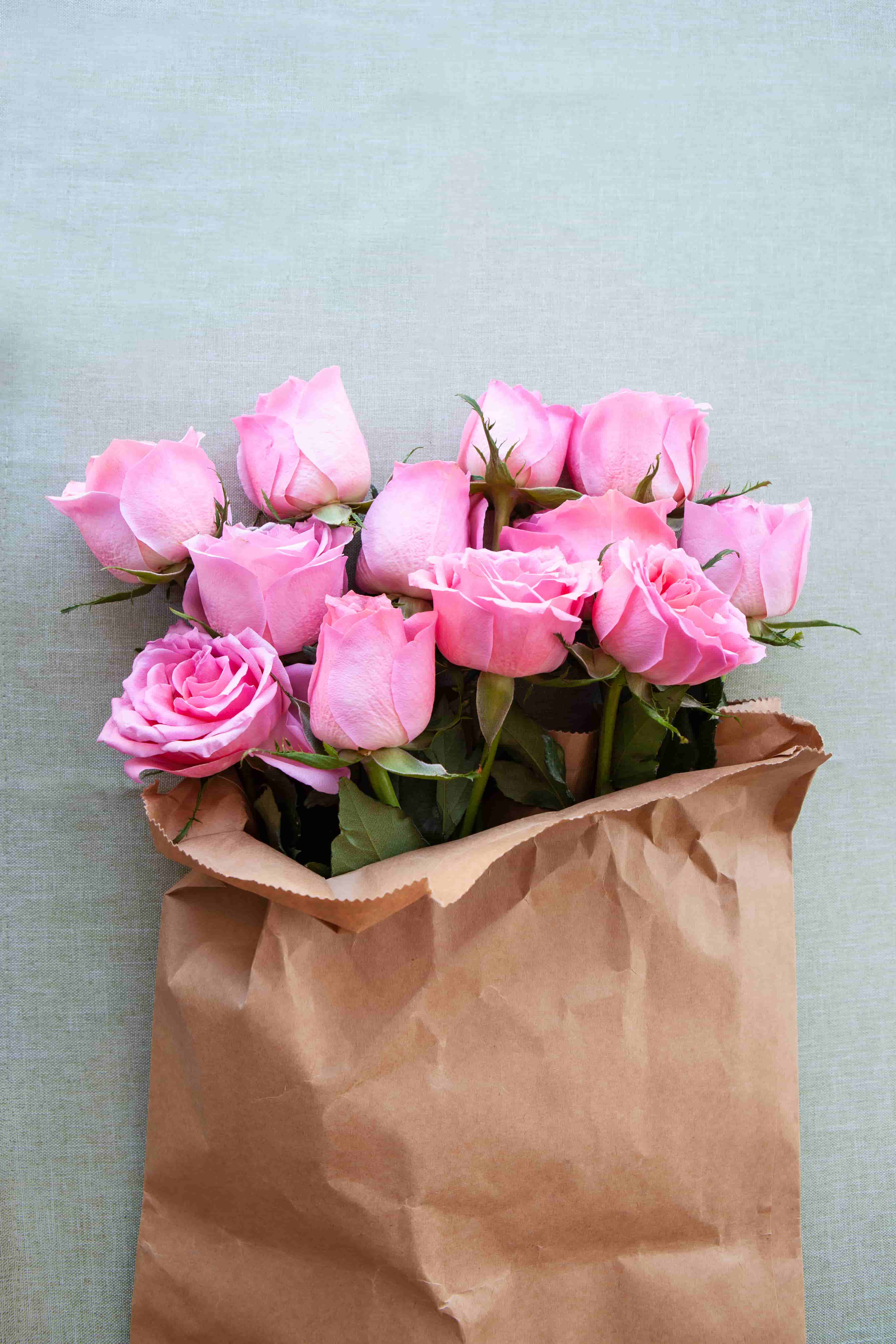 3589x5383 Rose Image. Download Rose Image in HD For Free