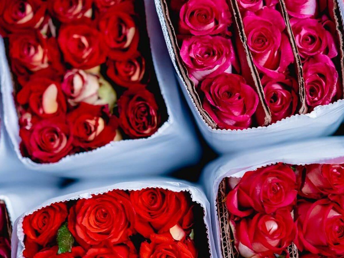 1200x900 Happy Rose Day 2022 Wishes Image Quotes in Sanskrit, Hindi, English, Urdu, Punjabi, Tamil, Telugu, Malayalam, Oida, Bengali, Kanada, Bhojpuri, Marathi, Gujarati to share on WhatsApp, Facebook, Twitter, and Instagram