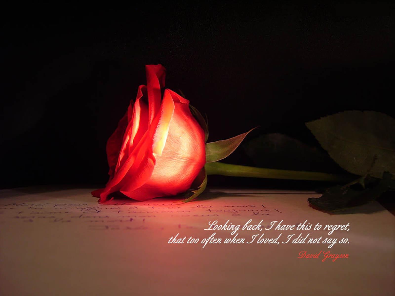 1600x1200 AMAZING RED ROSE LOVE QUOTES