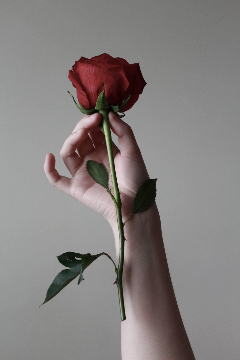 1000x1500 Romantic Rose Picture [HQ]. Download Free Image