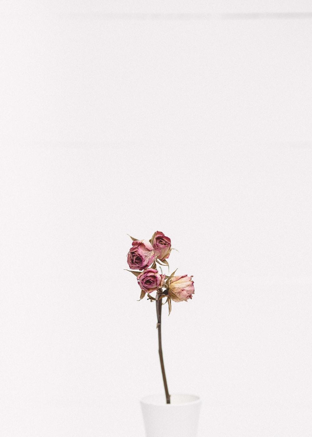 1000x1400 Dried Rose Picture. Download Free Image